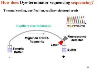 How does Dye-terminator sequencing sequencing?
54
Thermal cycling, purification, capilary electrophoresis
Capillary electrophoresis
 