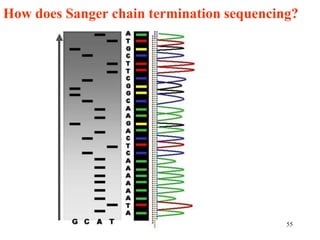 How does Sanger chain termination sequencing?
55
 