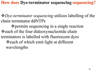 How does Dye-terminator sequencing sequencing?
56
Dye-terminator sequencing utilizes labelling of the
chain terminator ddNTPs
permits sequencing in a single reaction
each of the four dideoxynucleotide chain
terminators is labelled with fluorescent dyes
each of which emit light at different
wavelengths
 