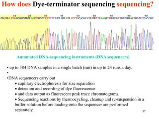 How does Dye-terminator sequencing sequencing?
57
Automated DNA-sequencing instruments (DNA sequencers)
• up to 384 DNA samples in a single batch (run) in up to 24 runs a day.
•
•DNA sequencers carry out
 capillary electrophoresis for size separation
 detection and recording of dye fluorescence
 and data output as fluorescent peak trace chromatograms.
 Sequencing reactions by thermocycling, cleanup and re-suspension in a
buffer solution before loading onto the sequencer are performed
separately.
 
