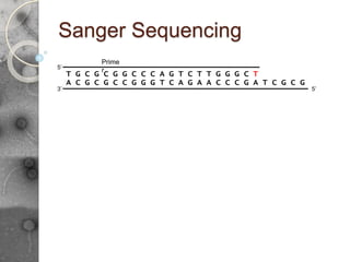 Sanger Sequencing
A C G C G C C G G G T C A G A A C C C G A T C G C G
5’
3’
5’
T G C G C G G C C C A
Prime
r
G T C T T G G G C T
 