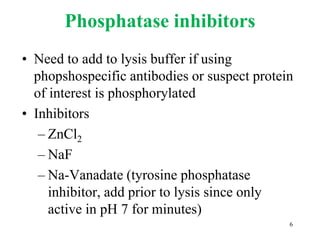 Phosphatase inhibitors
• Need to add to lysis buffer if using
phopshospecific antibodies or suspect protein
of interest is phosphorylated
• Inhibitors
– ZnCl2
– NaF
– Na-Vanadate (tyrosine phosphatase
inhibitor, add prior to lysis since only
active in pH 7 for minutes)
6
 