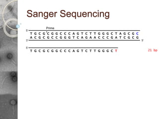 Sanger Sequencing
G T C T T G G G C T A G C G C
A C G C G C C G G G T C A G A A C C C G A T C G C G
5’
3’
5’
T G C G C G G C C C A
Prime
r
G T C T T G G G C T
5’
T G C G C G G C C C A 21 bp
 
