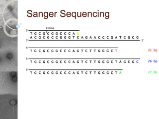 Sanger Sequencing
A C G C G C C G G G T C A G A A C C C G A T C G C G
5’
3’
G T C T T G G G C T A G C G C
5’
T G C G C G G C C C A
G T C T T G G G C T
5’
T G C G C G G C C C A 21 bp
26 bp
5’
T G C G C G G C C C A G T C T T G G G C T A 22 bp
5’
T G C G C G G C C C A
Prime
r
G
 