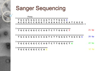 Sanger Sequencing
A C G C G C C G G G T C A G A A C C C G A T C G C G
5’
3’
G T C T T G G G C T A G C G C
5’
T G C G C G G C C C A
G T C T T G G G C T
5’
T G C G C G G C C C A 21 bp
26 bp
5’
T G C G C G G C C C A G T C T T G G G C T A 22 bp
5’
T G C G C G G C C C A G 12 bp
5’
T G C G C G G C C C A
Prime
r
G T C T T G G G C
 