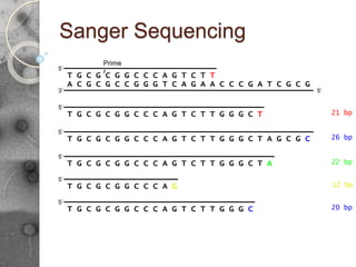 Sanger Sequencing
A C G C G C C G G G T C A G A A C C C G A T C G C G
5’
3’
G T C T T G G G C T A G C G C
5’
T G C G C G G C C C A
G T C T T G G G C T
5’
T G C G C G G C C C A 21 bp
26 bp
5’
T G C G C G G C C C A G T C T T G G G C T A 22 bp
5’
T G C G C G G C C C A G 12 bp
5’
T G C G C G G C C C A G T C T T G G G C 20 bp
5’
T G C G C G G C C C A
Prime
r
G T C T T
 