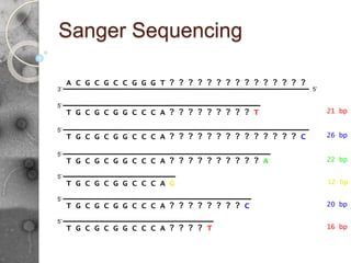Sanger Sequencing
A C G C G C C G G G T ? ? ? ? ? ? ? ? ? ? ? ? ? ? ?
5’
3’
? ? ? ? ? ? ? ? ? ? ? ? ? ? C
5’
T G C G C G G C C C A
? ? ? ? ? ? ? ? ? T
5’
T G C G C G G C C C A 21 bp
26 bp
5’
T G C G C G G C C C A ? ? ? ? ? ? ? ? ? ? A 22 bp
5’
T G C G C G G C C C A G 12 bp
5’
T G C G C G G C C C A ? ? ? ? ? ? ? ? C 20 bp
5’
T G C G C G G C C C A ? ? ? ? T 16 bp
 