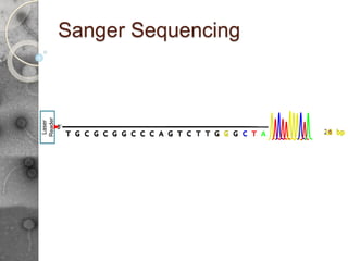 5’
T G C G C G G C C C A G T C T T G G G 19 bp
5’
T G C G C G G C C C A G T C T T G G G C T A 22 bp
Sanger Sequencing
G T C T T G G G C T
5’
T G C G C G G C C C A 21 bp
5’
T G C G C G G C C C A G T C T T G G G C 20 bp
5’
T G C G C G G C C C A G 12 bp
5’
T G C G C G G C C C A G T 13 bp
5’
T G C G C G G C C C A G T C T T 16 bp
5’
T G C G C G G C C C A G T C 14 bp
5’
T G C G C G G C C C A G T C T 15 bp
5’
T G C G C G G C C C A G T C T T G 17 bp
5’
T G C G C G G C C C A G T C T T G G 18 bp
Laser
Reader
 