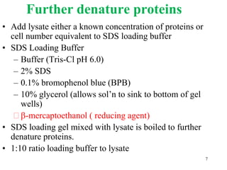 Further denature proteins
• Add lysate either a known concentration of proteins or
cell number equivalent to SDS loading buffer
• SDS Loading Buffer
– Buffer (Tris-Cl pH 6.0)
– 2% SDS
– 0.1% bromophenol blue (BPB)
– 10% glycerol (allows sol’n to sink to bottom of gel
wells)
 b-mercaptoethanol ( reducing agent)
• SDS loading gel mixed with lysate is boiled to further
denature proteins.
• 1:10 ratio loading buffer to lysate
7
 