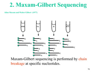 Maxam-Gilbert sequencing is performed by chain
breakage at specific nucleotides.
DMS
G
G
G
G
FA
G
A
G
G
A
G
A
A
H
C
T
T
C
T
C
C
T
H+S
C
C
C
C
2. Maxam-Gilbert Sequencing
70
Allan Maxam and Walter Gilbert (1977)
 