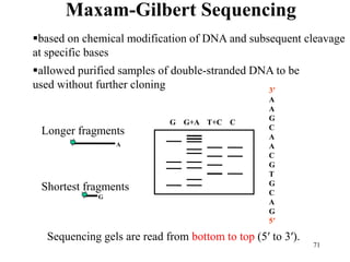 Sequencing gels are read from bottom to top (5′ to 3′).
G G+A T+C C
3′
A
A
G
C
A
A
C
G
T
G
C
A
G
5′
Longer fragments
Shortest fragments
G
A
Maxam-Gilbert Sequencing
71
based on chemical modification of DNA and subsequent cleavage
at specific bases
allowed purified samples of double-stranded DNA to be
used without further cloning
 