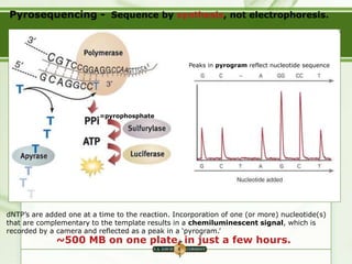 dNTP’s are added one at a time to the reaction. Incorporation of one (or more) nucleotide(s)
that are complementary to the template results in a chemiluminescent signal, which is
recorded by a camera and reflected as a peak in a ‘pyrogram.’
Pyrosequencing - Sequence by synthesis, not electrophoresis.
~500 MB on one plate, in just a few hours.
= pyrophosphate
=pyrophosphate
Peaks in pyrogram reflect nucleotide sequence
 