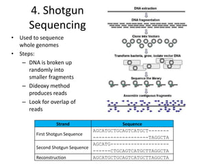 4. Shotgun
Sequencing
• Used to sequence
whole genomes
• Steps:
– DNA is broken up
randomly into
smaller fragments
– Dideoxy method
produces reads
– Look for overlap of
reads
Strand Sequence
First Shotgun Sequence
AGCATGCTGCAGTCATGCT-------
-------------------TAGGCTA
Second Shotgun Sequence
AGCATG--------------------
------CTGCAGTCATGCTTAGGCTA
Reconstruction AGCATGCTGCAGTCATGCTTAGGCTA
 