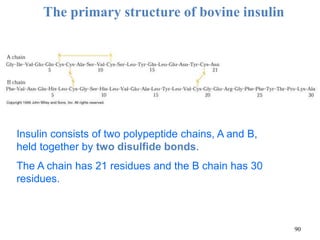 Insulin consists of two polypeptide chains, A and B,
held together by two disulfide bonds.
The A chain has 21 residues and the B chain has 30
residues.
The primary structure of bovine insulin
90
 