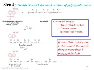 Step 4: Identify N- and C-terminal residues of polypeptide chains
N-terminal analysis:
– Dansyl chloride method
– Edman's reagent
(phenylisothiocyanate)
If more than 1 end group
is discovered, this means
there is more than 1
polypeptide chain
95
 