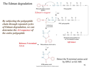 The Edman degradation
Detect the N-terminal amino acid
by HPLC or GC-MS
left intact
By subjecting the polypeptide
chain through repeated cycles
of Edman degradation, we can
determine the AA sequence of
the entire polypeptide
Releases N-terminal
AA as
Edman's reagent
96
 