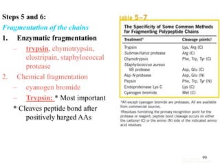 Steps 5 and 6:
Fragmentation of the chains
1. Enzymatic fragmentation
– trypsin, chymotrypsin,
clostripain, staphylococcal
protease
2. Chemical fragmentation
– cyanogen bromide
– Trypsin: * Most important
* Cleaves peptide bond after
positively harged AAs
From Lehninger
Principles of Biochemistry
99
 