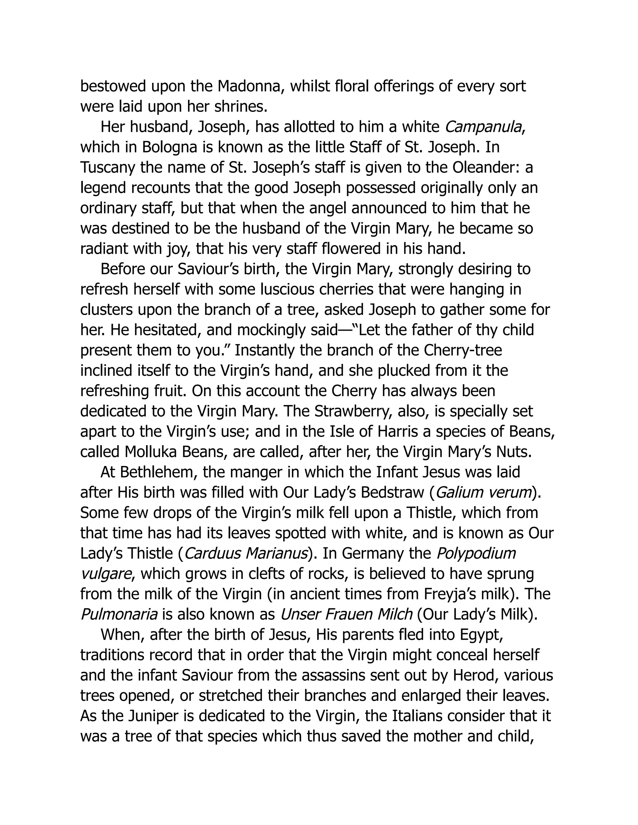 bestowed upon the Madonna, whilst floral offerings of every sort
were laid upon her shrines.
Her husband, Joseph, has allotted to him a white Campanula,
which in Bologna is known as the little Staff of St. Joseph. In
Tuscany the name of St. Joseph’s staff is given to the Oleander: a
legend recounts that the good Joseph possessed originally only an
ordinary staff, but that when the angel announced to him that he
was destined to be the husband of the Virgin Mary, he became so
radiant with joy, that his very staff flowered in his hand.
Before our Saviour’s birth, the Virgin Mary, strongly desiring to
refresh herself with some luscious cherries that were hanging in
clusters upon the branch of a tree, asked Joseph to gather some for
her. He hesitated, and mockingly said—“Let the father of thy child
present them to you.” Instantly the branch of the Cherry-tree
inclined itself to the Virgin’s hand, and she plucked from it the
refreshing fruit. On this account the Cherry has always been
dedicated to the Virgin Mary. The Strawberry, also, is specially set
apart to the Virgin’s use; and in the Isle of Harris a species of Beans,
called Molluka Beans, are called, after her, the Virgin Mary’s Nuts.
At Bethlehem, the manger in which the Infant Jesus was laid
after His birth was filled with Our Lady’s Bedstraw (Galium verum).
Some few drops of the Virgin’s milk fell upon a Thistle, which from
that time has had its leaves spotted with white, and is known as Our
Lady’s Thistle (Carduus Marianus). In Germany the Polypodium
vulgare, which grows in clefts of rocks, is believed to have sprung
from the milk of the Virgin (in ancient times from Freyja’s milk). The
Pulmonaria is also known as Unser Frauen Milch (Our Lady’s Milk).
When, after the birth of Jesus, His parents fled into Egypt,
traditions record that in order that the Virgin might conceal herself
and the infant Saviour from the assassins sent out by Herod, various
trees opened, or stretched their branches and enlarged their leaves.
As the Juniper is dedicated to the Virgin, the Italians consider that it
was a tree of that species which thus saved the mother and child,
 