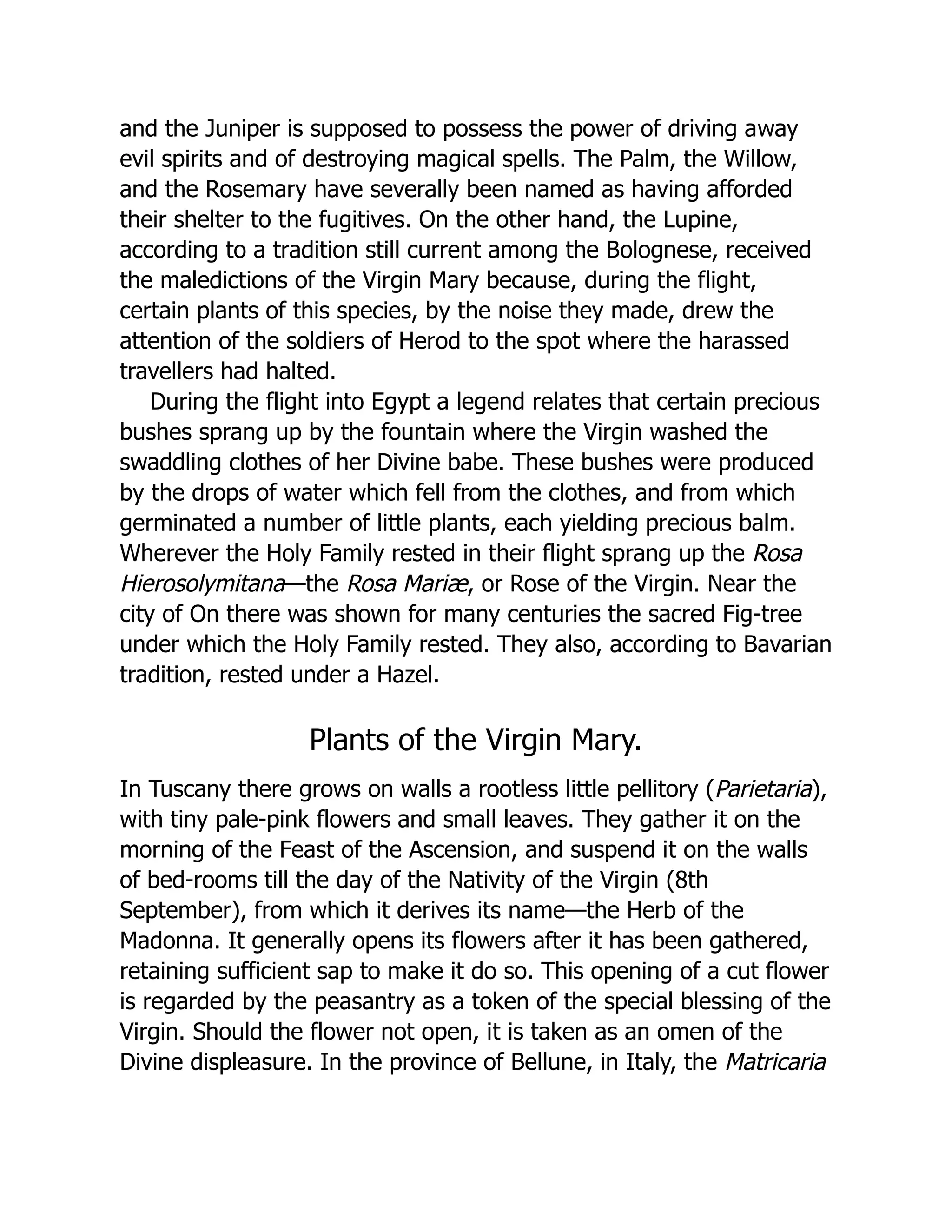 and the Juniper is supposed to possess the power of driving away
evil spirits and of destroying magical spells. The Palm, the Willow,
and the Rosemary have severally been named as having afforded
their shelter to the fugitives. On the other hand, the Lupine,
according to a tradition still current among the Bolognese, received
the maledictions of the Virgin Mary because, during the flight,
certain plants of this species, by the noise they made, drew the
attention of the soldiers of Herod to the spot where the harassed
travellers had halted.
During the flight into Egypt a legend relates that certain precious
bushes sprang up by the fountain where the Virgin washed the
swaddling clothes of her Divine babe. These bushes were produced
by the drops of water which fell from the clothes, and from which
germinated a number of little plants, each yielding precious balm.
Wherever the Holy Family rested in their flight sprang up the Rosa
Hierosolymitana—the Rosa Mariæ, or Rose of the Virgin. Near the
city of On there was shown for many centuries the sacred Fig-tree
under which the Holy Family rested. They also, according to Bavarian
tradition, rested under a Hazel.
Plants of the Virgin Mary.
In Tuscany there grows on walls a rootless little pellitory (Parietaria),
with tiny pale-pink flowers and small leaves. They gather it on the
morning of the Feast of the Ascension, and suspend it on the walls
of bed-rooms till the day of the Nativity of the Virgin (8th
September), from which it derives its name—the Herb of the
Madonna. It generally opens its flowers after it has been gathered,
retaining sufficient sap to make it do so. This opening of a cut flower
is regarded by the peasantry as a token of the special blessing of the
Virgin. Should the flower not open, it is taken as an omen of the
Divine displeasure. In the province of Bellune, in Italy, the Matricaria
 
