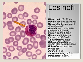 Eosinofi
l
Ukuran sel: 15 - 25 µm
Bentuk sel: oval atau bulat
Warna sitoplasma: pucat,
ditutupi granul
Granularitas: eosinofilik
(orange-red)banyak,
ukuran sama besar
Bentuk inti: lobulated
(biasanya bilobus)
Tipe kromatin: padat
Ratio inti/sitoplasma:
rendah atau sangat rendah
Nukleolus: tak tampak
Distribusi:
darah: 1 - 3 %
sumsum tulang: < 2 %
Perbesaran: x 1000
 