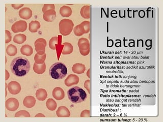 Neutrofi
l
batang
Ukuran sel: 14 - 20 µm
Bentuk sel: oval atau bulat
Warna sitoplasma: pink
Granularitas: sedikit azurofilik
neutrofilik,
Bentuk inti: lonjong,
Spt sepatu kuda atau berlobus
tp tidak bersegmen
Tipe kromatin: padat
Ratio inti/sitoplasma: rendah
atau sangat rendah
Nukleolus: tak terlihat
Distribusi :
darah: 2 – 6 %
sumsum tulang: 5 - 20 %
 