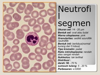 Neutrofi
l
segmen
Ukuran sel: 14 - 20 µm
Bentuk sel: oval atau bulat
Warna sitoplasma: pink
Granularitas: sedikit azurofilik
neutrofilik
Bentuk inti: berlobus(normal
kurang dari 5 lobus)
Tipe kromatin: padat
Ratio inti/sitoplasma: rendah
atau sangat rendah
Nukleolus: tak terlihat
Distribusi :
darah: 50 - 70 %
sumsum tulang: 5 - 20 %
Perbesaran: x1000
 