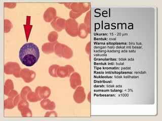 Sel
plasma
Ukuran: 15 - 20 µm
Bentuk: oval
Warna sitoplasma: biru tua,
dengan halo dekat inti besar,
kadang-kadang ada satu
vakuola
Granularitas: tidak ada
Bentuk inti: bulat
Tipe kromatin: padat
Rasio inti/sitoplasma: rendah
Nukleolus: tidak kelihatan
Distribusi:
darah: tidak ada
sumsum tulang: < 3%
Perbesaran: x1000
 