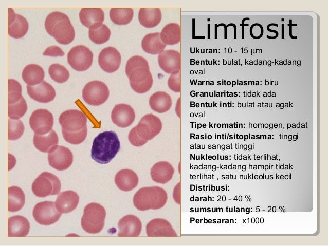 Leukosit