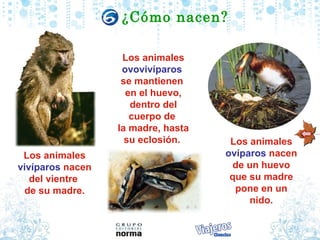 ¿Cómo nacen?

                   Los animales
                   ovovivíparos
                   se mantienen
                    en el huevo,
                     dentro del
                     cuerpo de
                  la madre, hasta
                    su eclosión.     Los animales
 Los animales                       ovíparos nacen
vivíparos nacen                       de un huevo
   del vientre                       que su madre
 de su madre.                         pone en un
                                         nido.
 