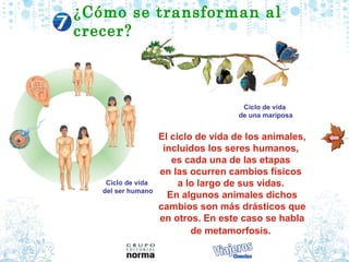 ¿Cómo se transforman al
crecer?



                                      Ciclo de vida
                                     de una mariposa


                    El ciclo de vida de los animales,
                     incluidos los seres humanos,
                       es cada una de las etapas
                    en las ocurren cambios físicos
    Ciclo de vida        a lo largo de sus vidas.
   del ser humano
                      En algunos animales dichos
                    cambios son más drásticos que
                    en otros. En este caso se habla
                            de metamorfosis.
 