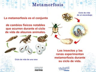 Metamorfosis
                                                  Ciclo de vida
                                                 de un escarabajo
La metamorfosis es el conjunto

de cambios físicos notables
que ocurren durante el ciclo
de vida de algunos animales.




                                     Los insectos y las
                                    ranas experimentan
                                   metamorfosis durante
       Ciclo de vida de una rana
                                      su ciclo de vida.
 