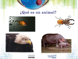 ¿Qué es un animal?
 