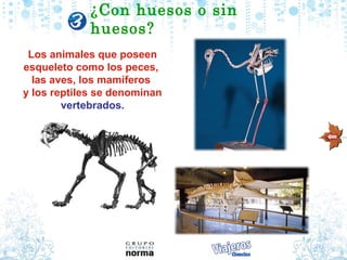 ¿Con huesos o sin
             huesos?
 Los animales que poseen
esqueleto como los peces,
  las aves, los mamíferos
y los reptiles se denominan
        vertebrados.
 
