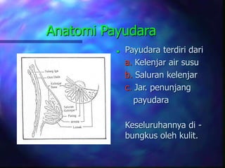 Anatomi Payudara
 Payudara terdiri dari
a. Kelenjar air susu
b. Saluran kelenjar
c. Jar. penunjang
payudara
Keseluruhannya di -
bungkus oleh kulit.
 