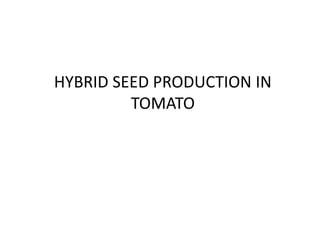 HYBRID SEED PRODUCTION IN
TOMATO
 