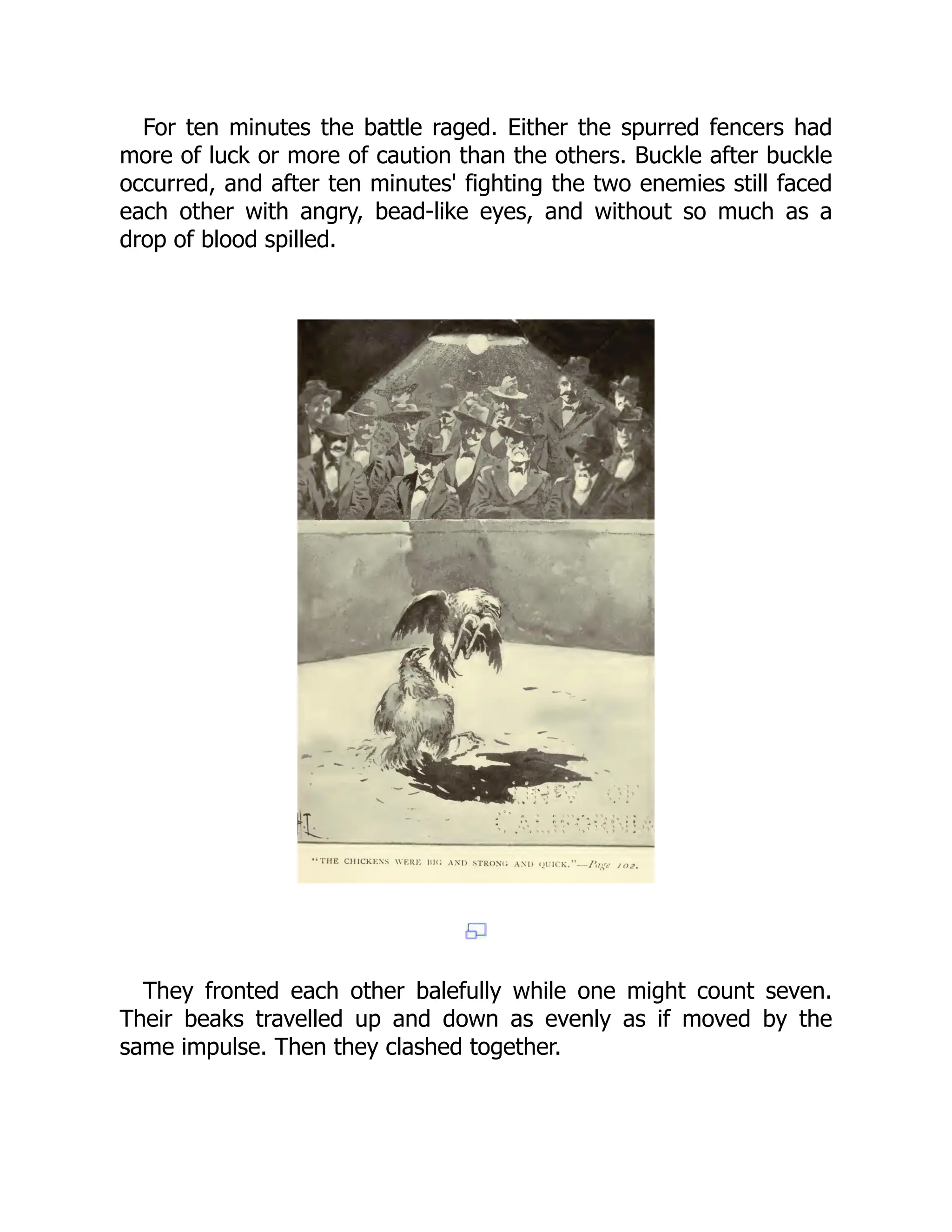 For ten minutes the battle raged. Either the spurred fencers had
more of luck or more of caution than the others. Buckle after buckle
occurred, and after ten minutes' fighting the two enemies still faced
each other with angry, bead-like eyes, and without so much as a
drop of blood spilled.
They fronted each other balefully while one might count seven.
Their beaks travelled up and down as evenly as if moved by the
same impulse. Then they clashed together.
 