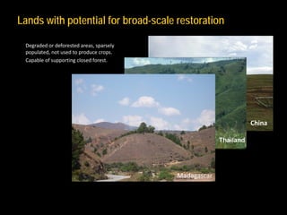Restoration of the World's Degraded Forest Landscapes | PDF