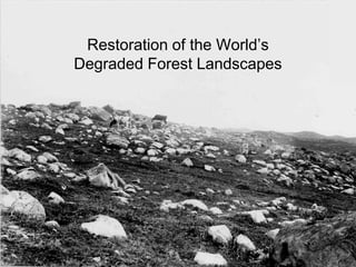 Restoration of the World's Degraded Forest Landscapes | PDF