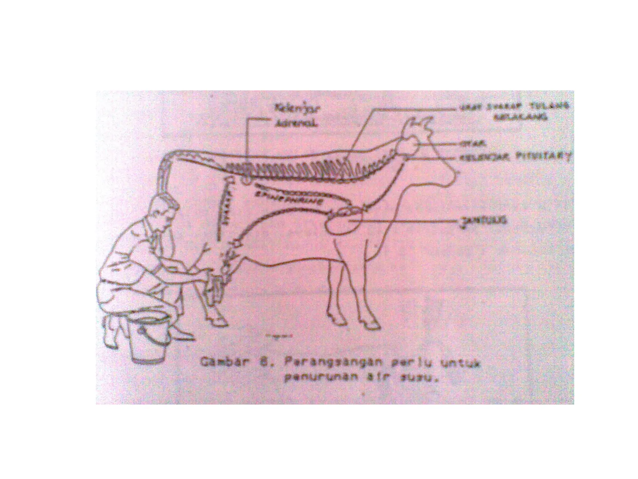5_6_7 ANATOMI DAN FISIOLOGI AMBING sapi.pptx