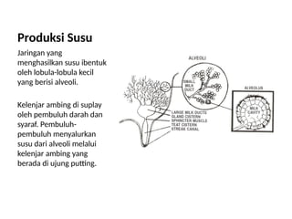 5_6_7 ANATOMI DAN FISIOLOGI AMBING sapi.pptx
