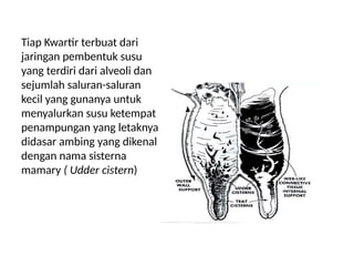 5_6_7 ANATOMI DAN FISIOLOGI AMBING sapi.pptx