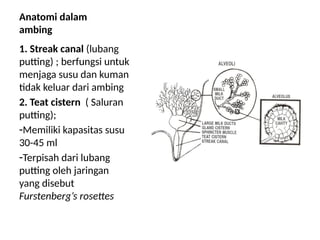 5_6_7 ANATOMI DAN FISIOLOGI AMBING sapi.pptx