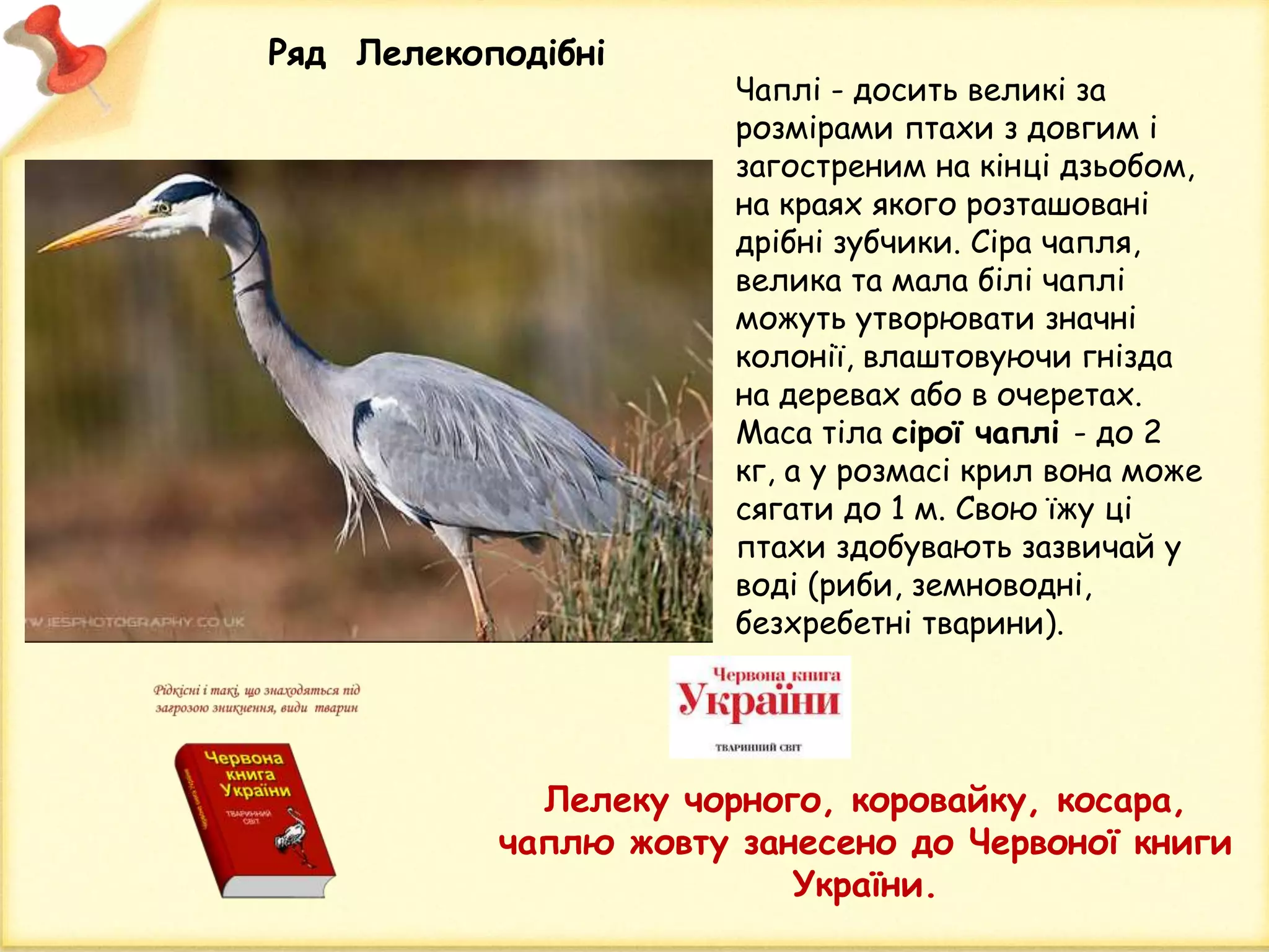 Ряд Лелекоподібні
Лелеку чорного, коровайку, косара,
чаплю жовту занесено до Червоної книги
України.
Чаплі - досить великі за
розмірами птахи з довгим і
загостреним на кінці дзьобом,
на краях якого розташовані
дрібні зубчики. Сіра чапля,
велика та мала білі чаплі
можуть утворювати значні
колонії, влаштовуючи гнізда
на деревах або в очеретах.
Маса тіла сірої чаплі - до 2
кг, а у розмасі крил вона може
сягати до 1 м. Свою їжу ці
птахи здобувають зазвичай у
воді (риби, земноводні,
безхребетні тварини).
 
