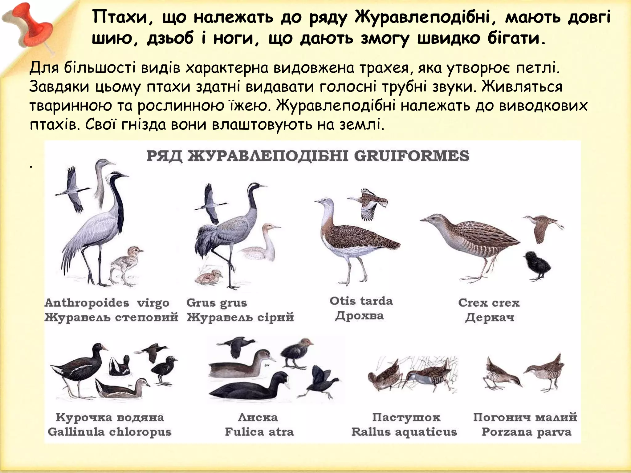 Для більшості видів характерна видовжена трахея, яка утворює петлі.
Завдяки цьому птахи здатні видавати голосні трубні звуки. Живляться
тваринною та рослинною їжею. Журавлеподібні належать до виводкових
птахів. Свої гнізда вони влаштовують на землі.
.
Птахи, що належать до ряду Журавлеподібні, мають довгі
шию, дзьоб і ноги, що дають змогу швидко бігати.
 
