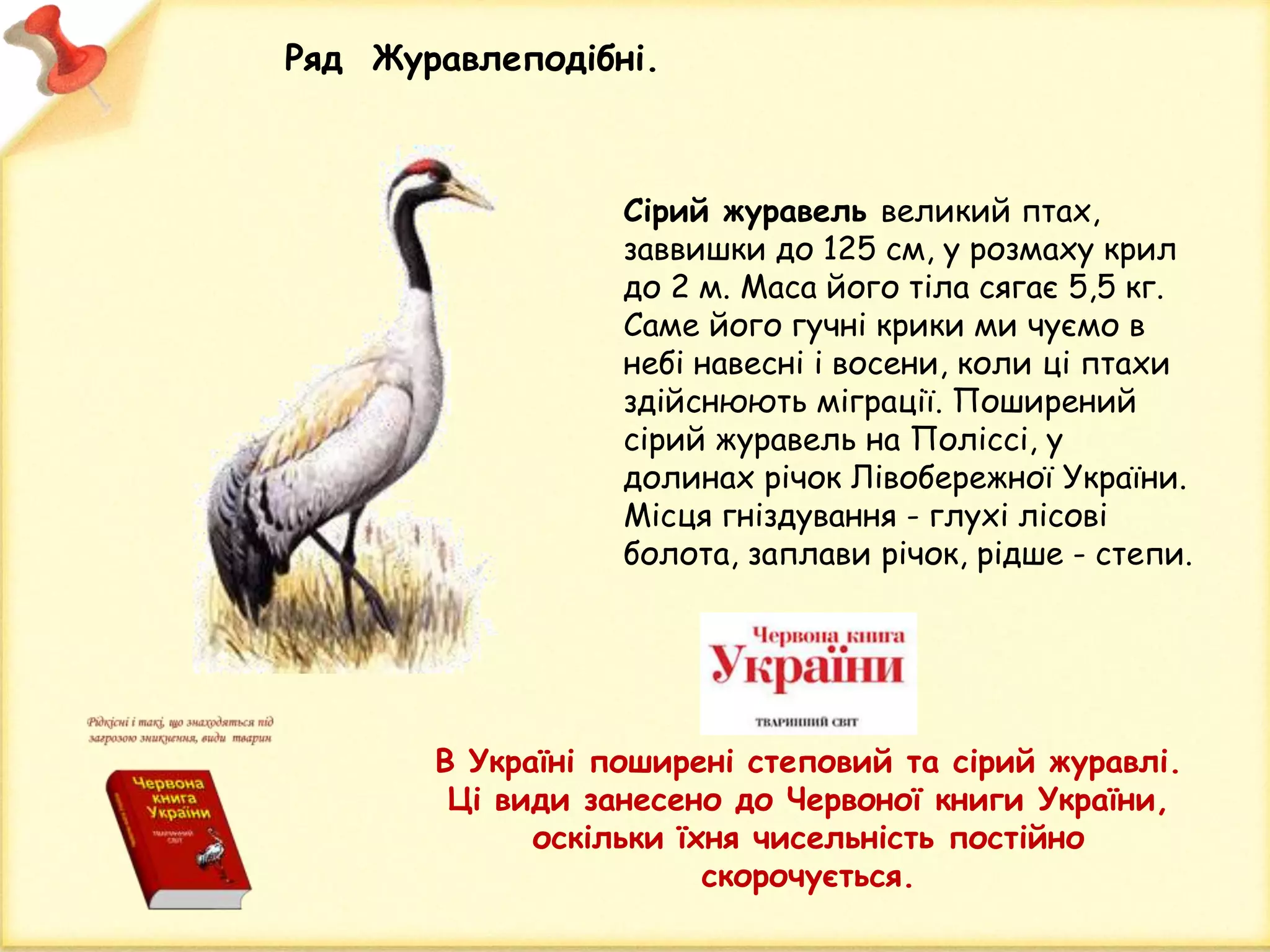 Сірий журавель великий птах,
заввишки до 125 см, у розмаху крил
до 2 м. Маса його тіла сягає 5,5 кг.
Саме його гучні крики ми чуємо в
небі навесні і восени, коли ці птахи
здійснюють міграції. Поширений
сірий журавель на Поліссі, у
долинах річок Лівобережної України.
Місця гніздування - глухі лісові
болота, заплави річок, рідше - степи.
Ряд Журавлеподібні.
В Україні поширені степовий та сірий журавлі.
Ці види занесено до Червоної книги України,
оскільки їхня чисельність постійно
скорочується.
 