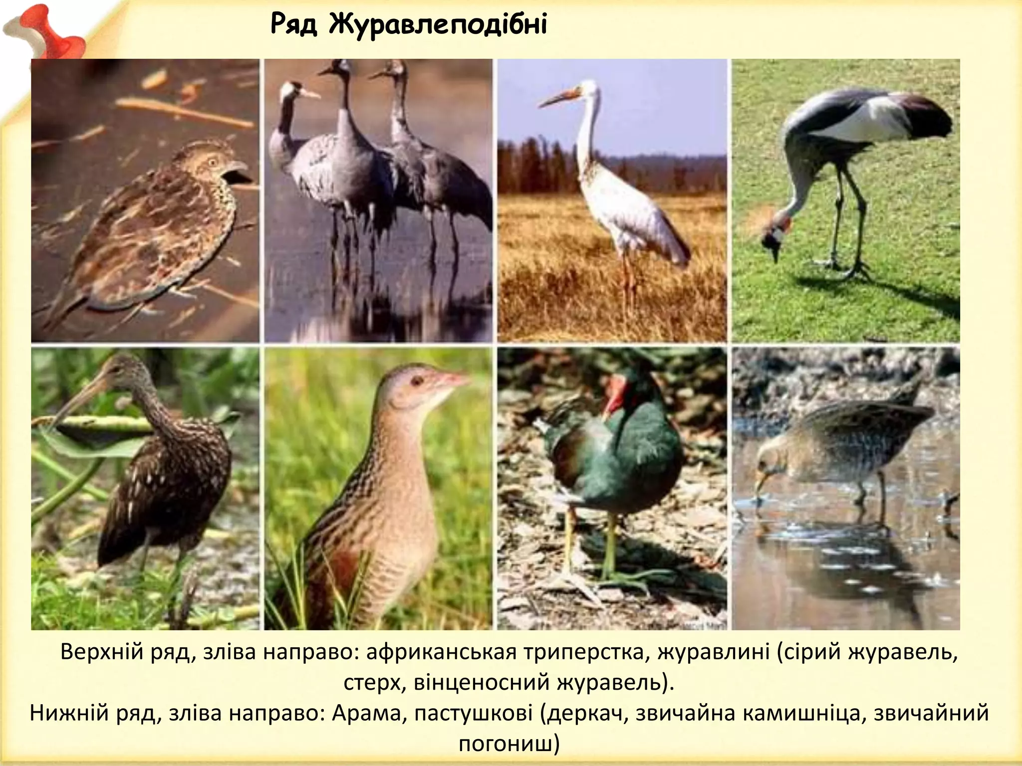 Верхній ряд, зліва направо: африканськая триперстка, журавлині (сірий журавель,
стерх, вінценосний журавель).
Нижній ряд, зліва направо: Арама, пастушкові (деркач, звичайна камишніца, звичайний
погониш)
Ряд Журавлеподібні
 