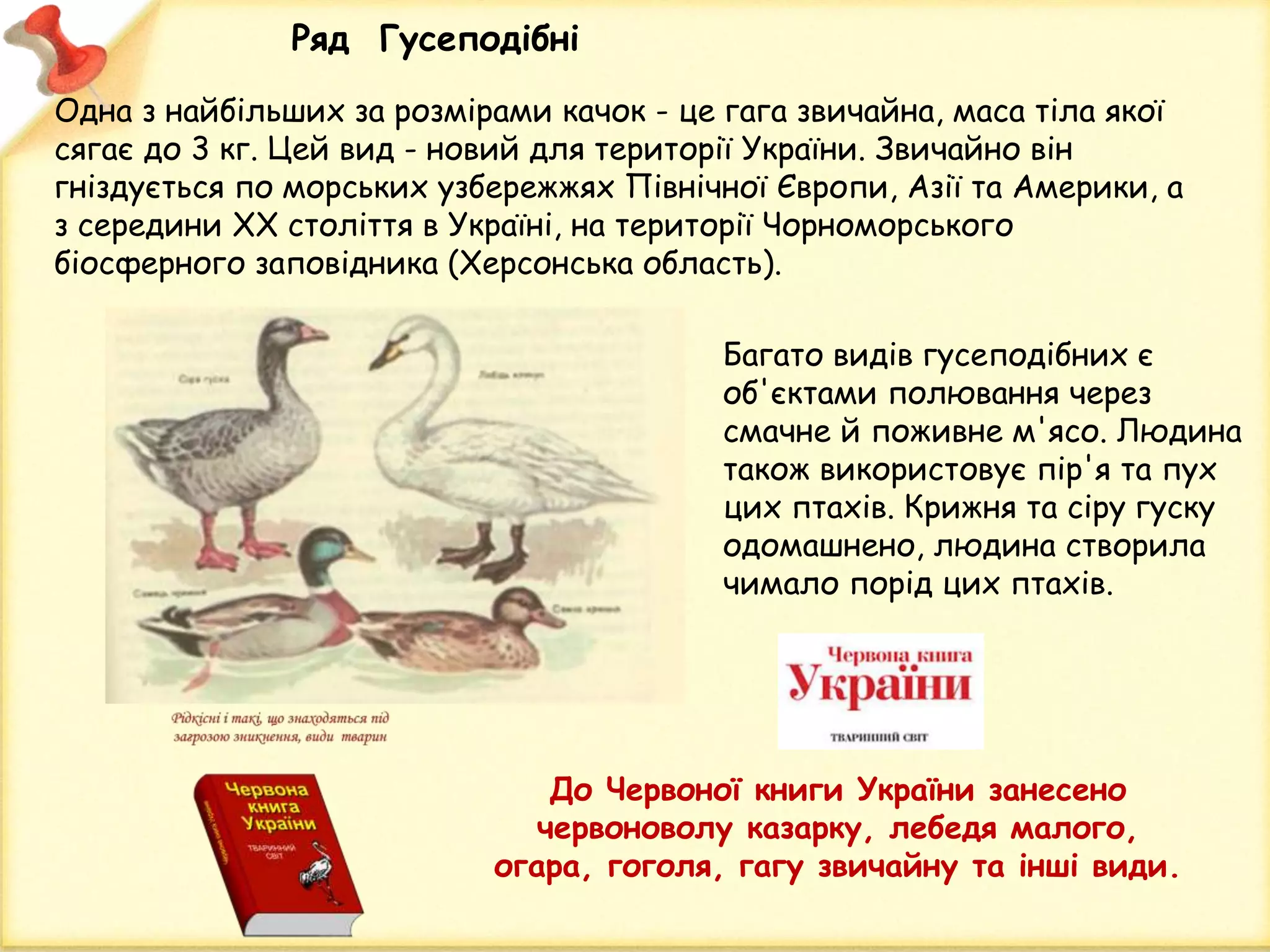 Ряд Гусеподібні
Одна з найбільших за розмірами качок - це гага звичайна, маса тіла якої
сягає до 3 кг. Цей вид - новий для території України. Звичайно він
гніздується по морських узбережжях Північної Європи, Азії та Америки, а
з середини ХХ століття в Україні, на території Чорноморського
біосферного заповідника (Херсонська область).
До Червоної книги України занесено
червоноволу казарку, лебедя малого,
огара, гоголя, гагу звичайну та інші види.
Багато видів гусеподібних є
об'єктами полювання через
смачне й поживне м'ясо. Людина
також використовує пір'я та пух
цих птахів. Крижня та сіру гуску
одомашнено, людина створила
чимало порід цих птахів.
 