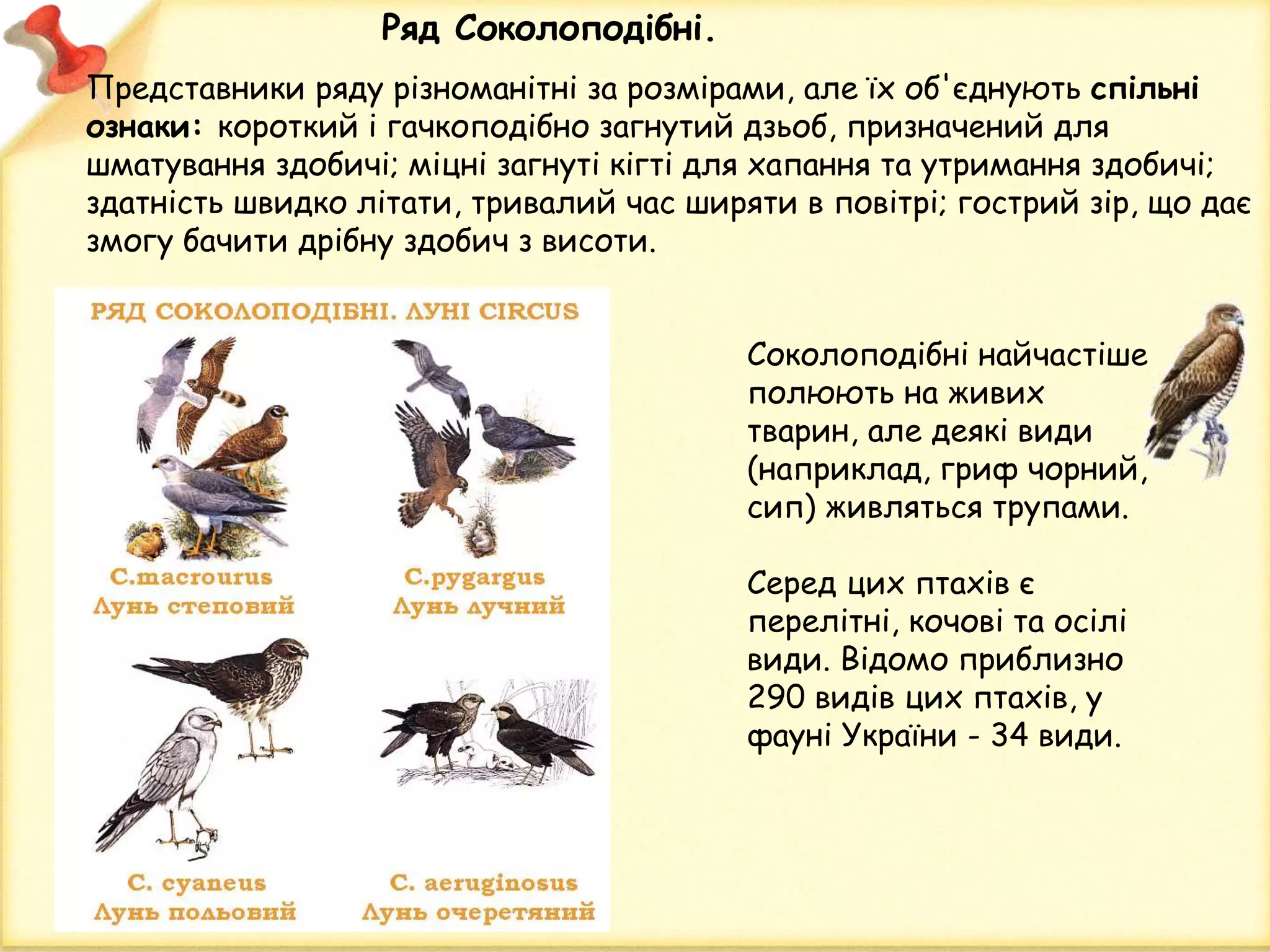 Ряд Соколоподібні.
Соколоподібні найчастіше
полюють на живих
тварин, але деякі види
(наприклад, гриф чорний,
сип) живляться трупами.
Серед цих птахів є
перелітні, кочові та осілі
види. Відомо приблизно
290 видів цих птахів, у
фауні України - 34 види.
Представники ряду різноманітні за розмірами, але їх об'єднують спільні
ознаки: короткий і гачкоподібно загнутий дзьоб, призначений для
шматування здобичі; міцні загнуті кігті для хапання та утримання здобичі;
здатність швидко літати, тривалий час ширяти в повітрі; гострий зір, що дає
змогу бачити дрібну здобич з висоти.
 