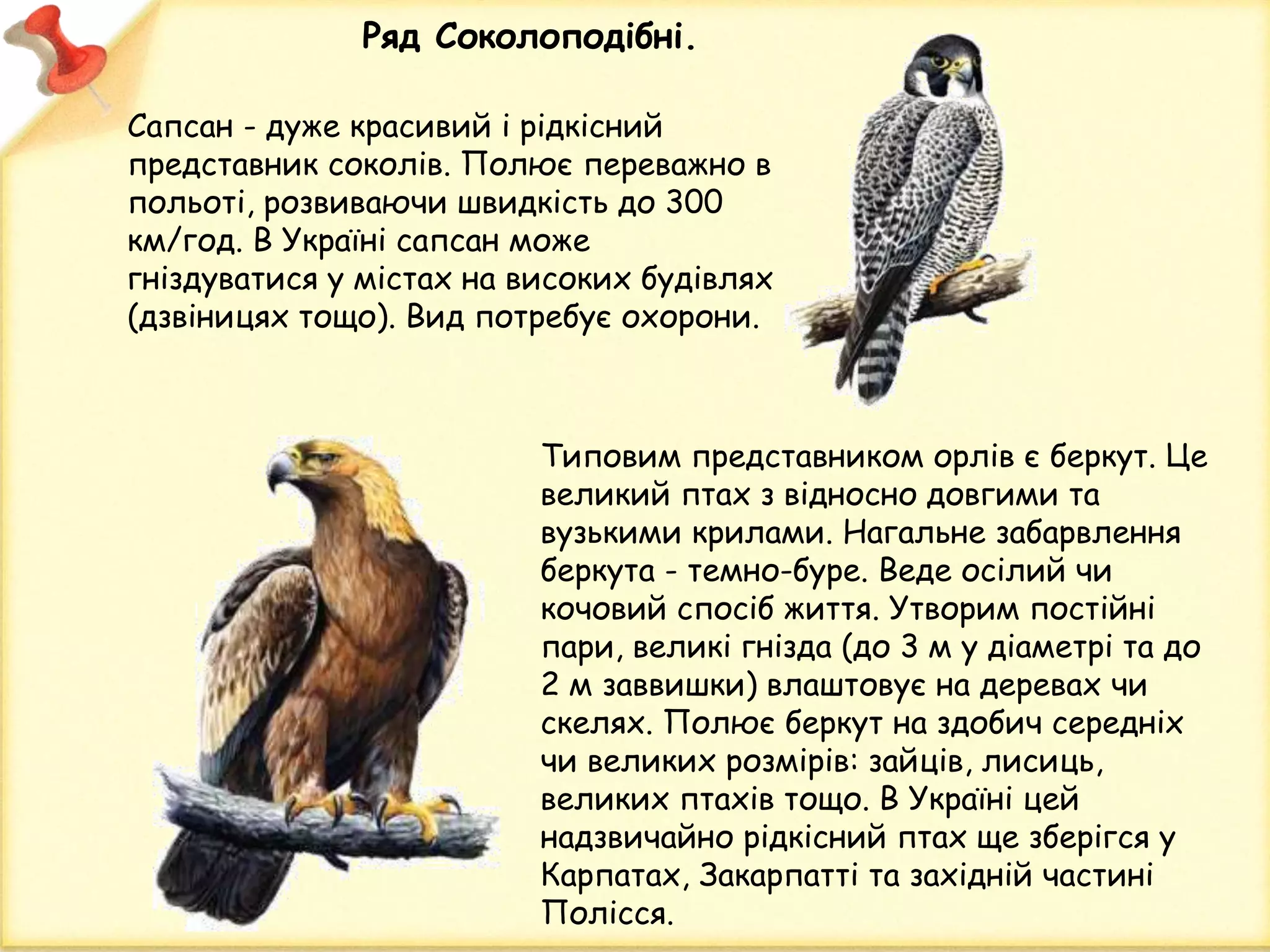 Ряд Соколоподібні.
Типовим представником орлів є беркут. Це
великий птах з відносно довгими та
вузькими крилами. Нагальне забарвлення
беркута - темно-буре. Веде осілий чи
кочовий спосіб життя. Утворим постійні
пари, великі гнізда (до 3 м у діаметрі та до
2 м заввишки) влаштовує на деревах чи
скелях. Полює беркут на здобич середніх
чи великих розмірів: зайців, лисиць,
великих птахів тощо. В Україні цей
надзвичайно рідкісний птах ще зберігся у
Карпатах, Закарпатті та західній частині
Полісся.
Сапсан - дуже красивий і рідкісний
представник соколів. Полює переважно в
польоті, розвиваючи швидкість до 300
км/год. В Україні сапсан може
гніздуватися у містах на високих будівлях
(дзвіницях тощо). Вид потребує охорони.
 