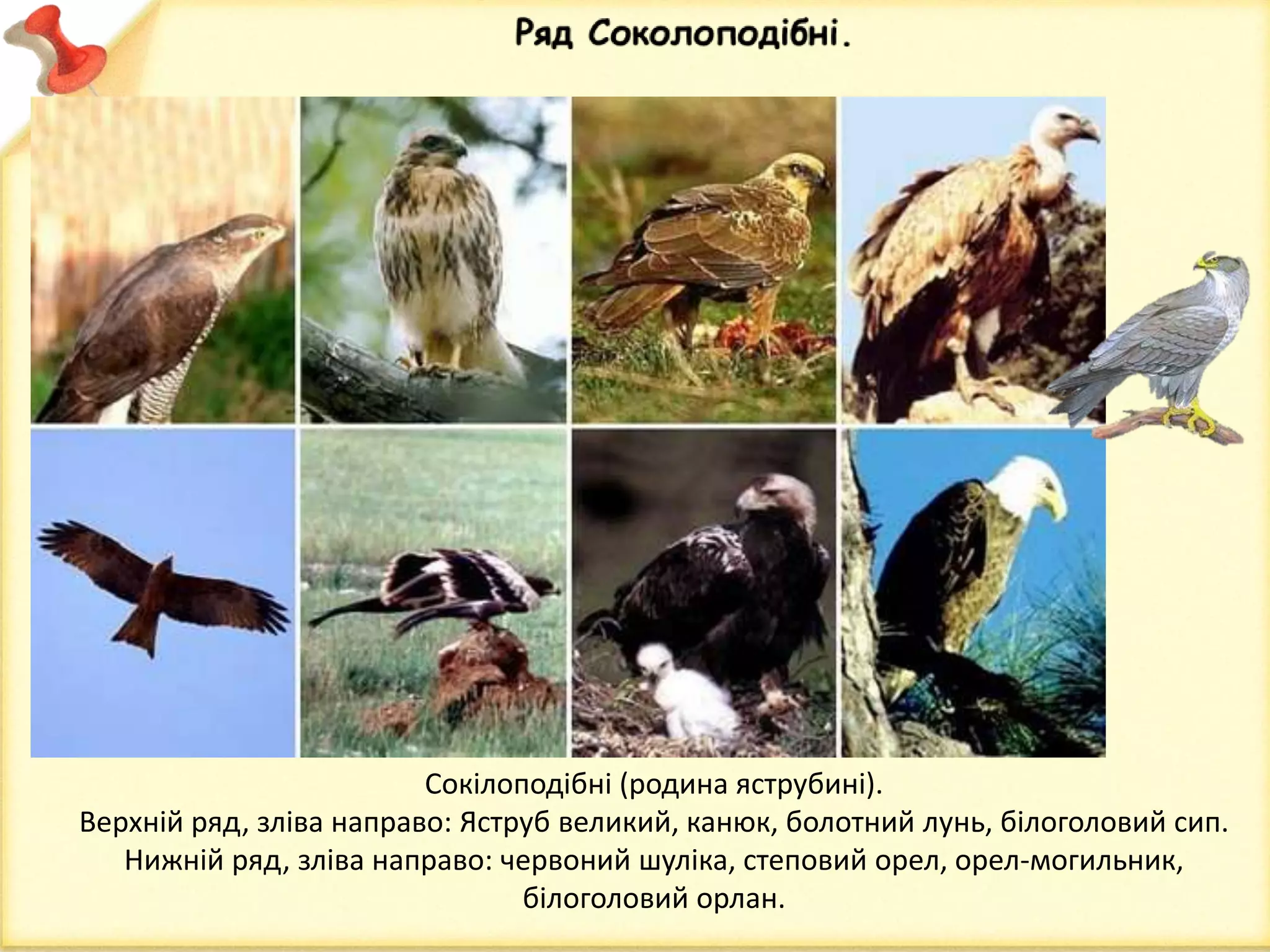 Сокілоподібні (родина яструбині).
Верхній ряд, зліва направо: Яструб великий, канюк, болотний лунь, білоголовий сип.
Нижній ряд, зліва направо: червоний шуліка, степовий орел, орел-могильник,
білоголовий орлан.
 